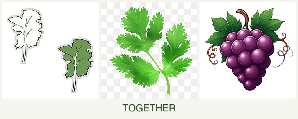 Can you plant kale, parsley and grapes together?