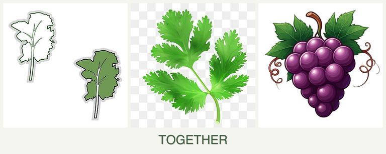 Can you plant kale, parsley and grapes together?
