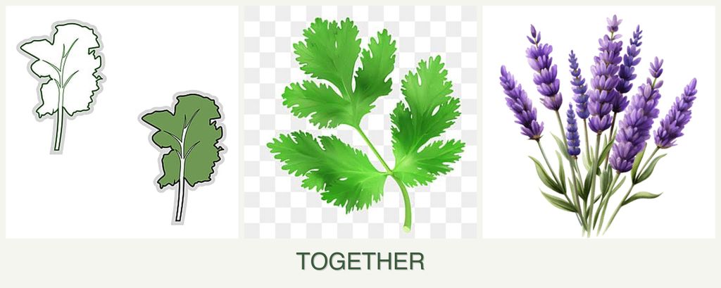 Can you plant kale, parsley and lavender together?