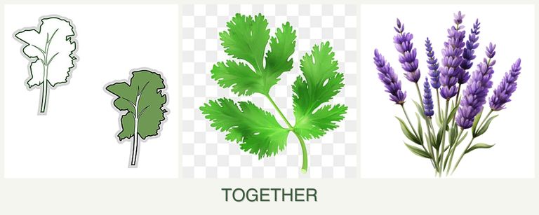 Can you plant kale, parsley and lavender together?