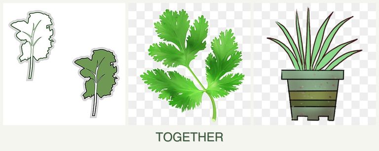Can you plant kale, parsley and lemongrass together?
