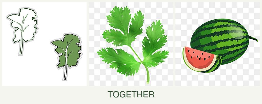 Can you plant kale, parsley and melons together?