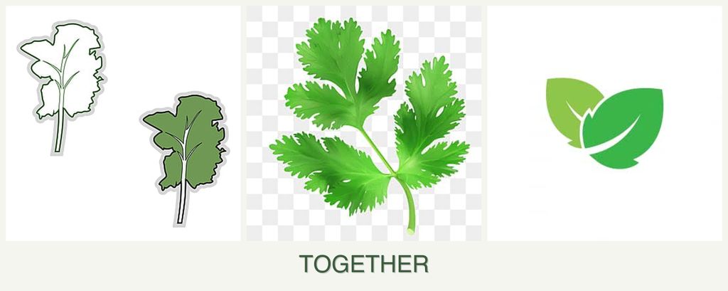Can you plant kale, parsley and mint together?