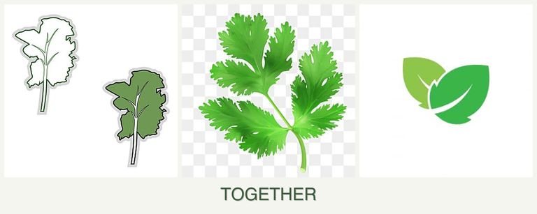 Can you plant kale, parsley and mint together?