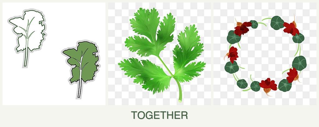 Can you plant kale, parsley and nasturtiums together?