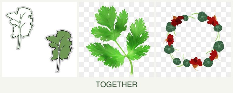 Can you plant kale, parsley and nasturtiums together?