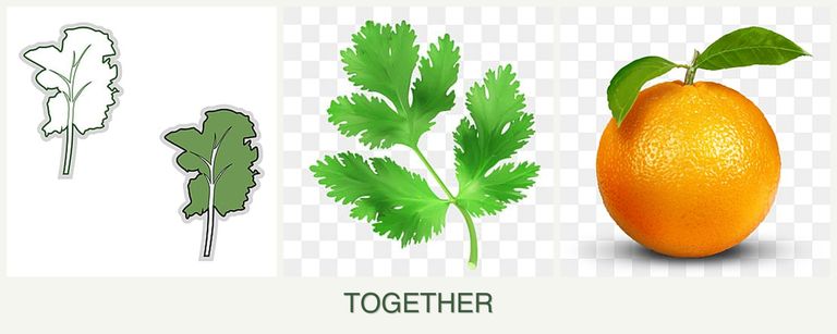 Can you plant kale, parsley and oranges together?