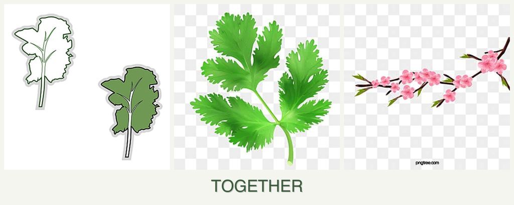 Can you plant kale, parsley and peaches together?