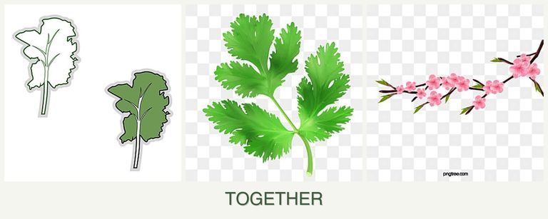 Can you plant kale, parsley and peaches together?