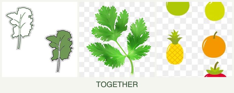Can you plant kale, parsley and pears together?