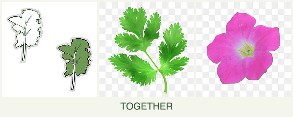 Can you plant kale, parsley and petunias together?