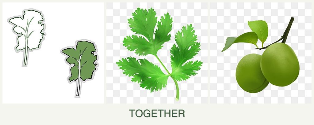 Can you plant kale, parsley and plums together?
