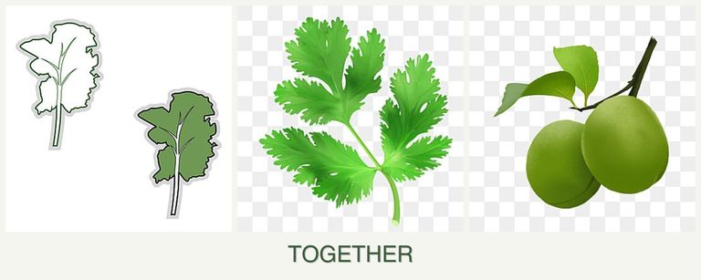 Can you plant kale, parsley and plums together?