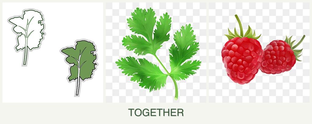 Can you plant kale, parsley and raspberries together?