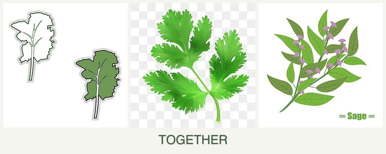 Can you plant kale, parsley and sage together?