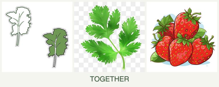 Can you plant kale, parsley and strawberries together?