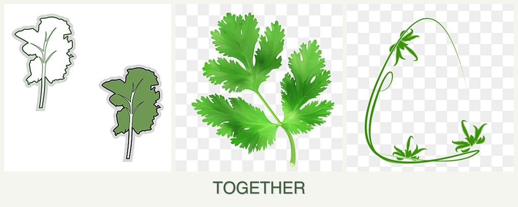 Can you plant kale, parsley and tarragon together?