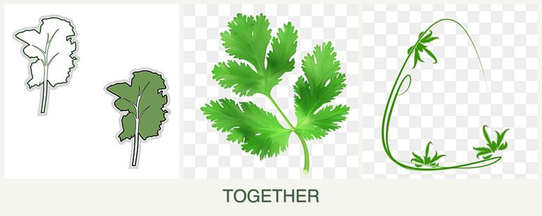 Can you plant kale, parsley and tarragon together?