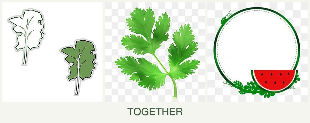 Can you plant kale, parsley and watermelons together?