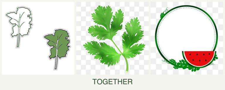 Can you plant kale, parsley and watermelons together?