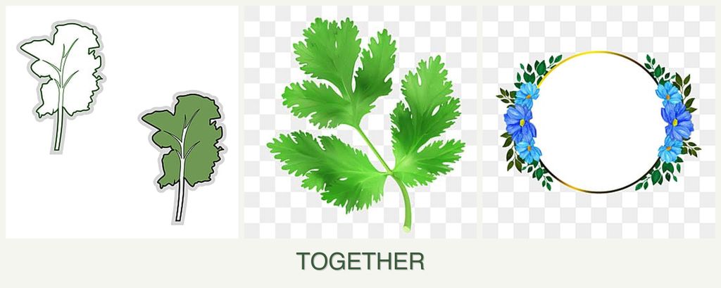 Can you plant kale, parsley and zinnias together?