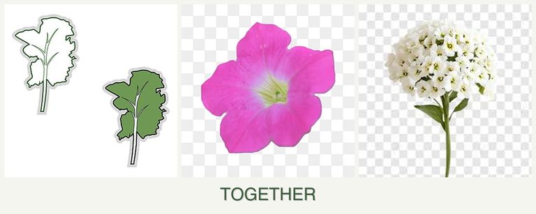 Can you plant kale, petunias and alyssum together?