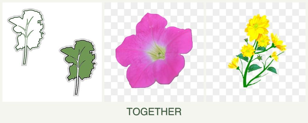 Can you plant kale, petunias and calendula together?