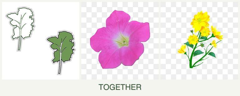 Can you plant kale, petunias and calendula together?