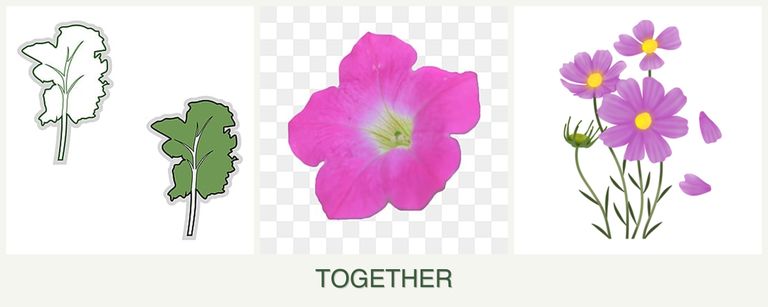 Can you plant kale, petunias and cosmos together?