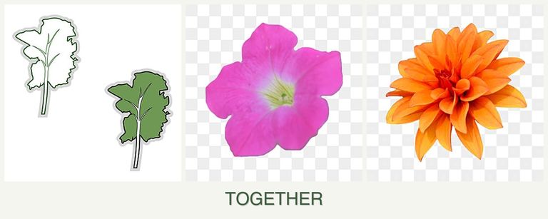 Can you plant kale, petunias and dahlias together?