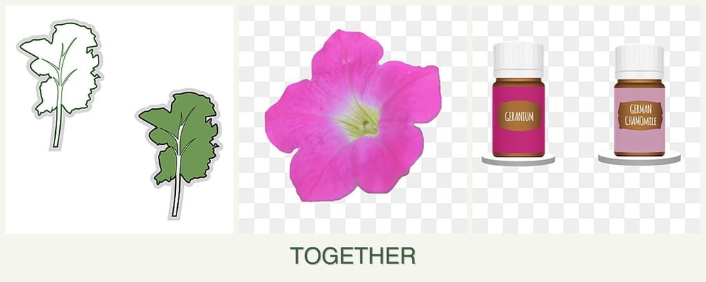 Can you plant kale, petunias and geraniums together?