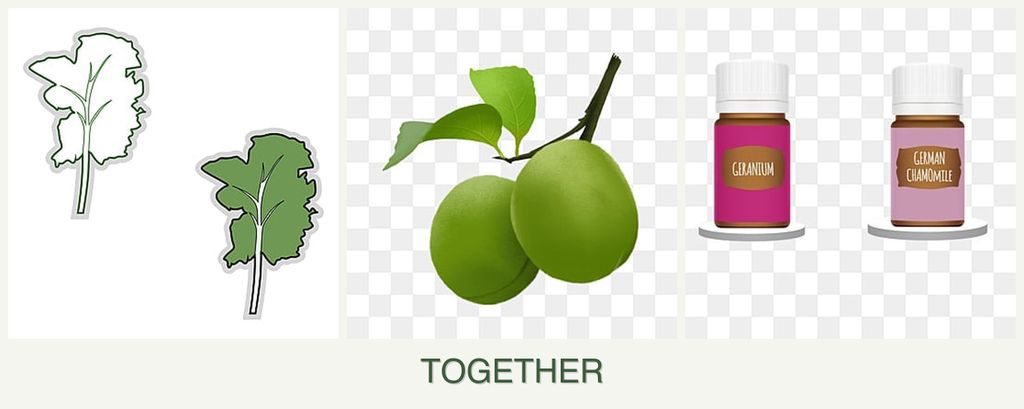 Can you plant kale, plums and geraniums together?
