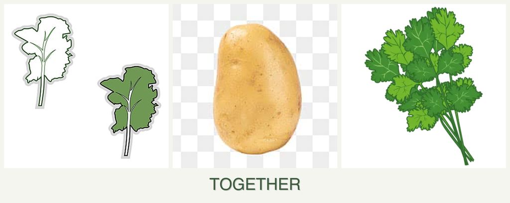 Can you plant kale, potatoes and cilantro together?