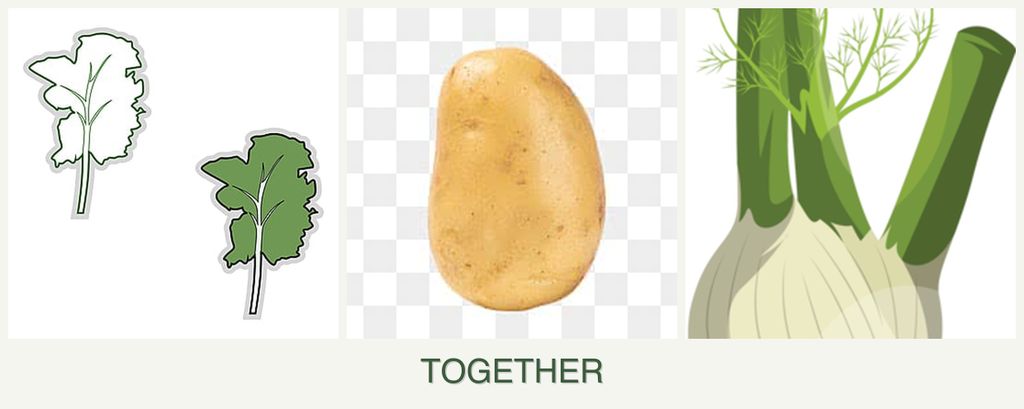 Can you plant kale, potatoes and fennel together?