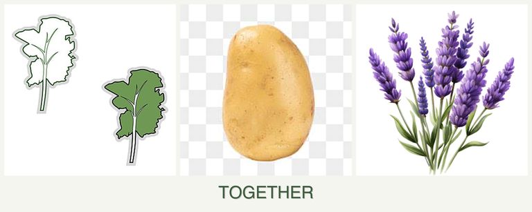 Can you plant kale, potatoes and lavender together?