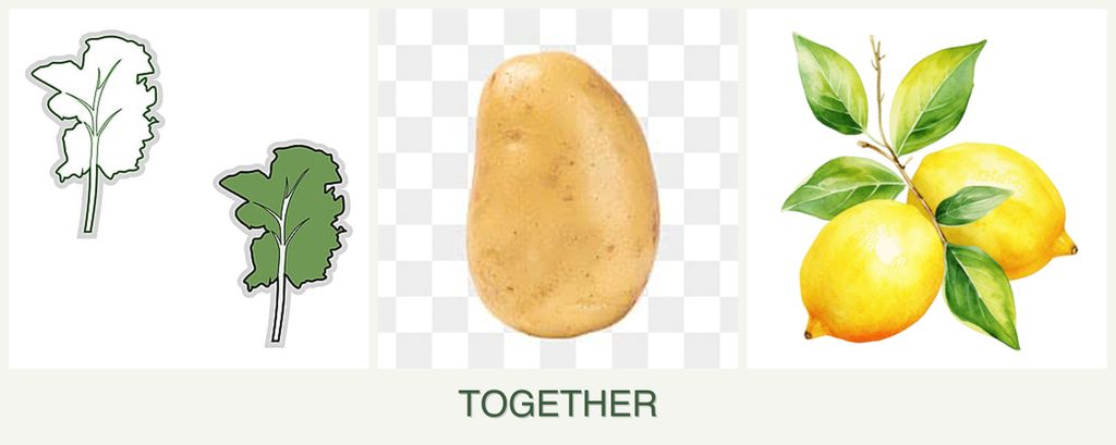 Can you plant kale, potatoes and lemons together?