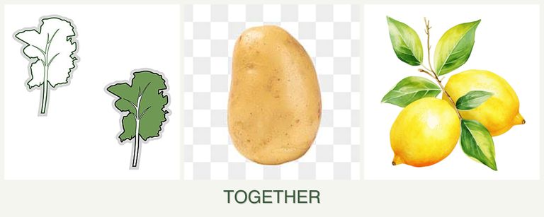 Can you plant kale, potatoes and lemons together?