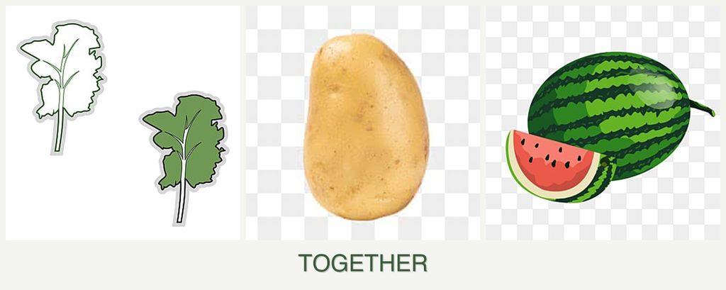 Can you plant kale, potatoes and melons together?
