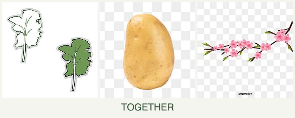 Can you plant kale, potatoes and peaches together?
