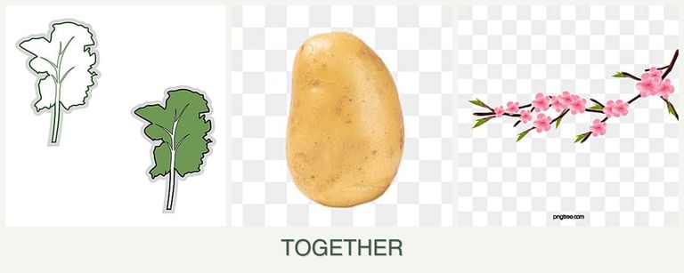 Can you plant kale, potatoes and peaches together?