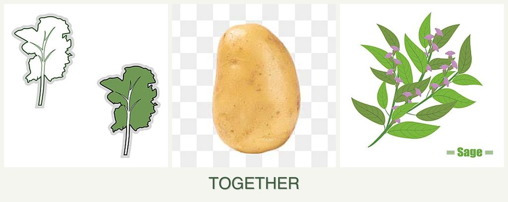 Can you plant kale, potatoes and sage together?