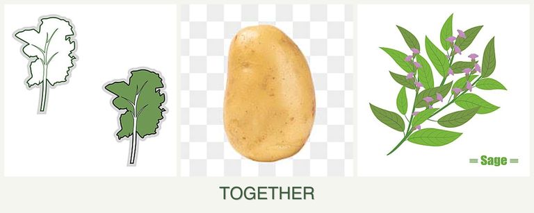 Can you plant kale, potatoes and sage together?