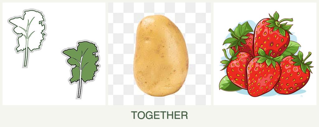 Can you plant kale, potatoes and strawberries together?