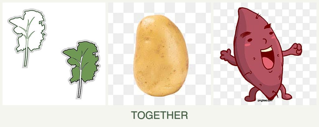 Can you plant kale, potatoes and sweet potatoes together?