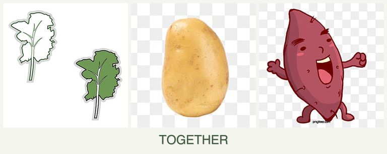Can you plant kale, potatoes and sweet potatoes together?