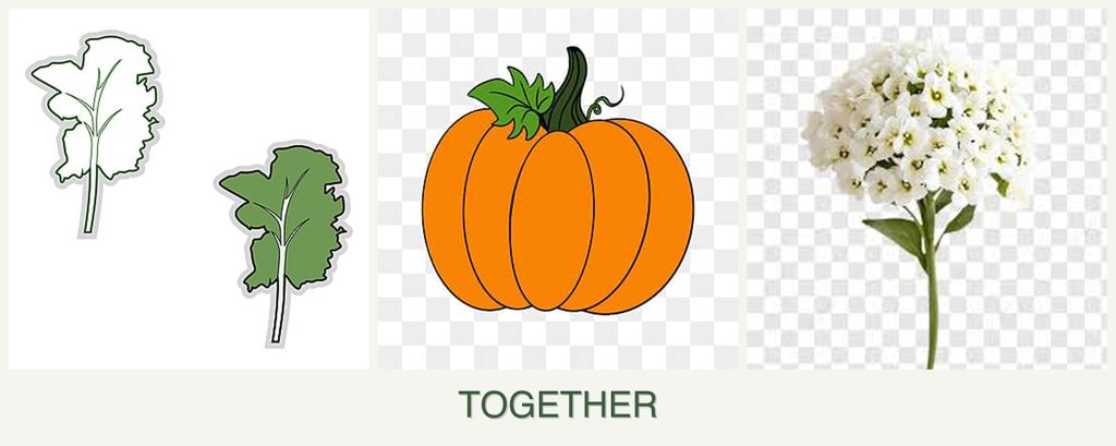 Can you plant kale, pumpkin and alyssum together?