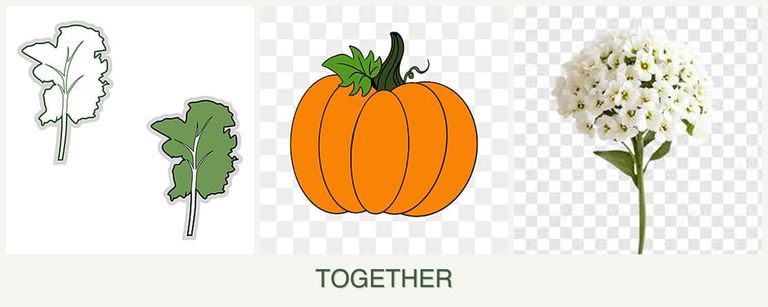 Can you plant kale, pumpkin and alyssum together?