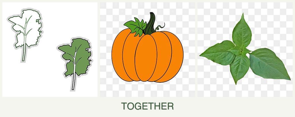 Can you plant kale, pumpkin and basil together?