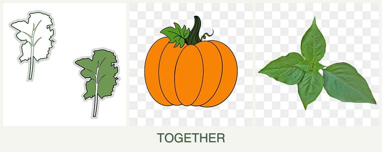 Can you plant kale, pumpkin and basil together?