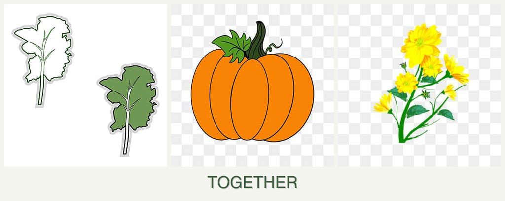 Can you plant kale, pumpkin and calendula together?